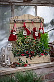 Selbstgebastelter Adventskalender dekoriert mit Stechpalme (Ilex meserveae) 'Blue Maid' und 'Argentea Marginata', Scheinzypresse und Thuje, Schaukelpferd