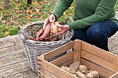 Süßkartoffel und Kartoffeln in Korb und Kiste\n\n