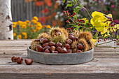 Esskastanien auf Tablett im herbstlichen Garten