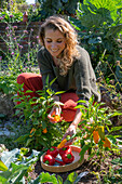 Woman harvesting peppers in garden bed