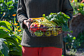 Woman holding basket with harvest chard &#39;Bright Lights&#39;, wax bean &#39;Neckargold&#39; and different kinds of tomatoes