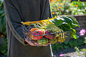 Freshly harvested chard 'Bright Light', wax beans 'Neckargold' and different varieties of tomatoes in a basket
