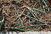 Onions 'Stuttgarter Riese' and 'Rote Piroska' in turnips