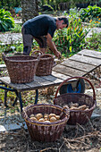 Man harvesting potatoes