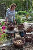 Woman harvesting potatoes
