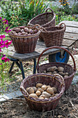 Potatoes in baskets