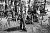 Cypress knees and bald cypress trees draped with Spanish moss in Lake Dauterive in the Atchafalaya Basin or Swamp in Louisiana.