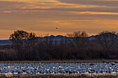 Flock of snow geese & sandhill cranes in a pond before sunrise at Bosque del Apache National Wildlife Refuge in New Mexico.