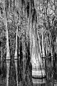 Bald cypress trees draped with Spanish moss in a lake in the Atchafalaya Basin in Louisiana.