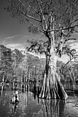 Old-growth bald cypress trees in Lake Dauterive in the Atchafalaya Basin or Swamp in Louisiana.