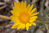 Panamint Daisy, Enceliopsis covillei, in bloom in spring in DeathValley N.P., California. It is only found on the rocky slopes of the western Panamint Range sky island, west of Death Valley.