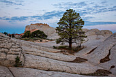 Pondersa pine tree & white pillow rock in the White Pocket Recreation Area, Vermilion Cliffs National Monument, Arizona.