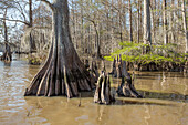 Cypress knees and old-growth bald cypress trees in Lake Dauterive in the Atchafalaya Basin or Swamp in Louisiana.