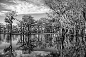 Bald cypress trees draped with Spanish moss reflected in a lake in the Atchafalaya Basin in Louisiana. Invasive water hyacinth covers the water.