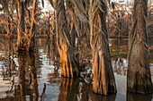 Spanish moss on bald cypress trees in a lake in the Atchafalaya Basin in Louisiana.