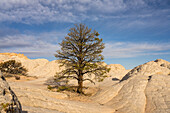 Pondersa-Kiefer und weißer Kissenfelsen in der White Pocket Recreation Area, Vermilion Cliffs National Monument, Arizona