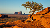 Ein Pinyon-Baum, der aus dem Sandstein im Mystery Valley im Monument Valley Navajo Tribal Park in Arizona wächst. Die Monumente von Utah liegen dahinter