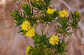 Sprucebush, Peucephyllum schottii, in bloom in spring in Death Valley National Park in the Mojave Desert in California.