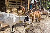 Ziegen warten am Straßenrand in der Dominikanischen Republik darauf, geschlachtet und zum Verkauf aufgehängt zu werden. Im Hintergrund sieht man die geschlachteten Kadaver hängen. Ziegenfleisch, oder Chivo, ist dort ein sehr beliebtes Gericht