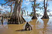 Altgewachsene Sumpfzypressen im Dauterive-See im Atchafalaya-Becken oder -Sumpf in Louisiana