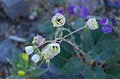 Brown-eyed Primrose, Chylismia claviformis, in bloom in spring in Death Valley National Park in the Mojave Desert in California.
