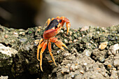 A Blackback Land Crab, Gecarcinus lateralis, on a wall near the beach at Juan Dolio, Dominican Republic.