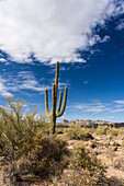 Saguaro cactus in Lost Dutchman State Park, Apache Junction, Arizona.