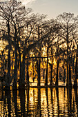 Sunrise light silhouettes bald cypress trees draped with Spanish moss in a lake in the Atchafalaya Basin in Louisiana.