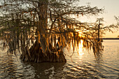 Old-growth bald cypress trees in Lake Dauterive draped with Spanish moss at sunset in the Atchafalaya Basin in Louisiana.