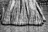 Close up of an old-growth bald cypress tree trunk in Lake Dauterive in the Atchafalaya Basin or Swamp in Louisiana.