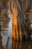 Spanisches Moos auf dem Stamm einer Sumpfzypresse in einem See im Atchafalaya-Becken in Louisiana
