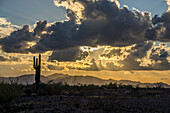 Saguaro-Kaktus und dramatische Wolken über den Dome Rock Mountains vor Sonnenuntergang in der Sonoran-Wüste. Quartzsite, Arizona