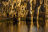 Spanish moss hangs from bald cypress trees in a lake in the Atchafalaya Basin in Louisiana.