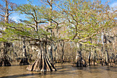 Old-growth bald cypress trees in Lake Dauterive in the Atchafalaya Basin or Swamp in Louisiana.