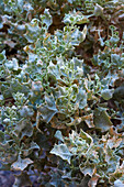 Desert Holly, Atriplex hymenelytra, in the Mojave Desert in Death Valley National Park, California.