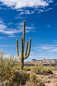 Saguaro cactus in Lost Dutchman State Park, Apache Junction, Arizona.
