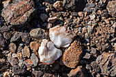 Quarz und andere Gesteine auf dem Boden der Sonoran-Wüste bei Quartzsite, Arizona