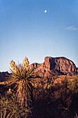 The moon over the Chisos Mountains with a Soaptree Yucca plant in flower in Big Bend National Park in Texas.