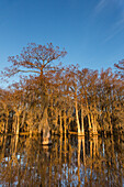 Golden sunrise light on bald cypress trees draped with Spanish moss reflected in a lake in the Atchafalaya Basin in Louisiana.