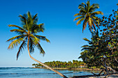 Eine gebogene Kokospalme über dem Strand von Bahia de Las Galeras auf der Halbinsel Samana, Dominikanische Republik