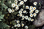 A Blackfoot Daisy, Melampodium leucanthum, in bloom in Big Bend National Park in West Texas.