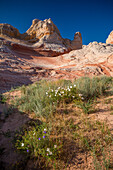 Wildflowers in bloom in the White Pocket Recreation Area, Vermilion Cliffs National Monument, Arizona.