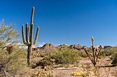 Saguaro-Kaktus, Cholla und die Superstition Mountain-Kette im Lost Dutchman State Park, Apache Junction, Arizona