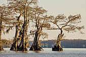 Spanisches Moos auf alten Sumpfzypressen im Dauterive-See im Atchafalaya-Becken in Louisiana