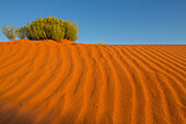 Broom snakeweed in the rippled sand dunes in the Monument Valley Navajo Tribal Park in Arizona.