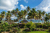 Palm trees on the grounds of a small hotel at Bahia de Las Galeras on the Samana Peninsula, Dominican Republic.