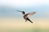 A female Black-chinned Hummingbird, Archilochus alexandri, hovering in flight.