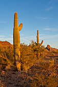 Saguaro cacti, Carnegiea gigantea, in front of the Plomosa Mountains in the Sonoran Desert near Quartzsite, Arizona.