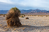 Pfeilkraut, Pluchea sericea, im Devil's Cornfield im Death Valley National Park in der Mojave-Wüste, Kalifornien