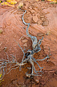 Die verdrehten Wurzeln eines abgestorbenen Pinienbaums im Mystery Valley im Monument Valley Navajo Tribal Park in Arizona